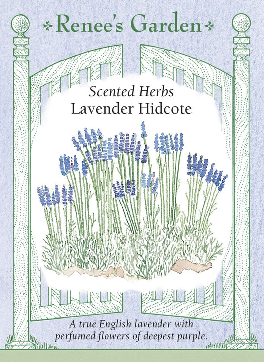 Lavender Hidcote