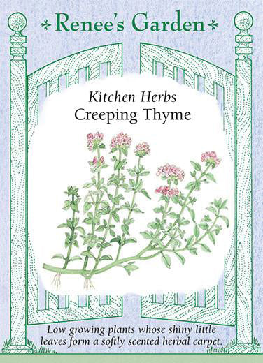 Creeping Thyme