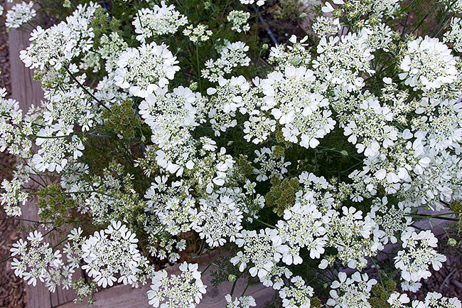 White Lace Orlaya