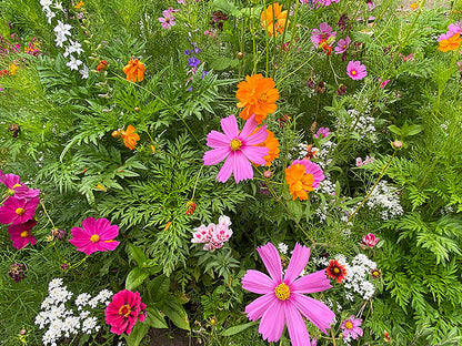 Monarch Butterfly Flowers