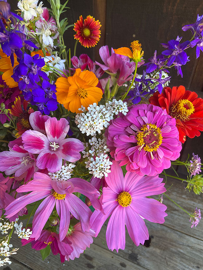 Monarch Butterfly Flowers