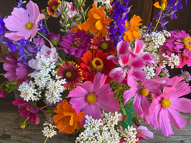 Monarch Butterfly Flowers