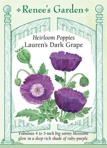 Lauren’s Dark Grape