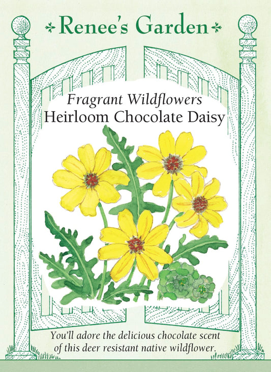 Heirloom Chocolate Daisy