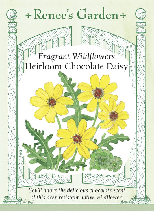 Heirloom Chocolate Daisy