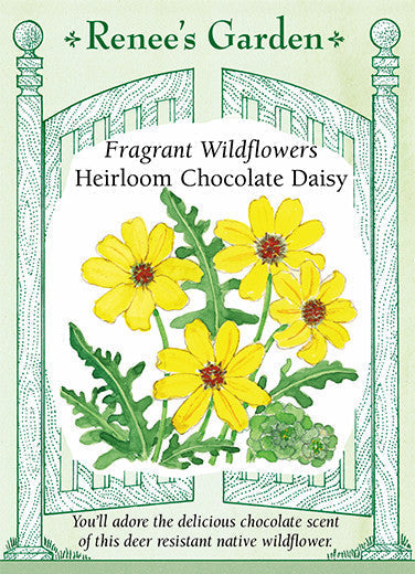 Heirloom Chocolate Daisy