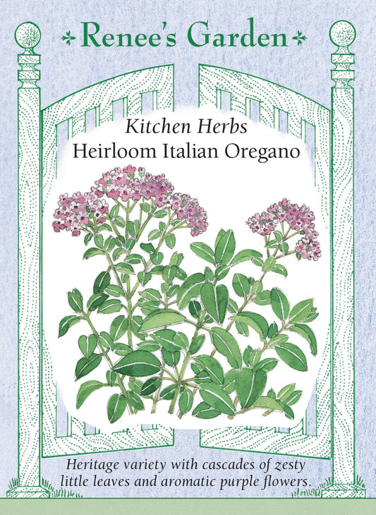 Heirloom Italian Oregano