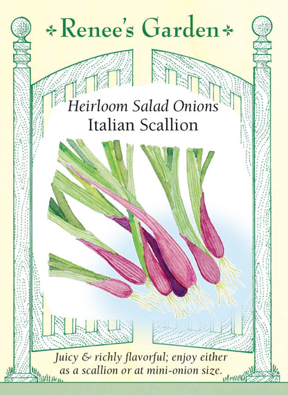 Italian Scallion