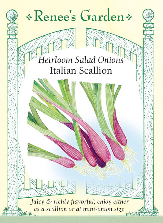 Italian Scallion