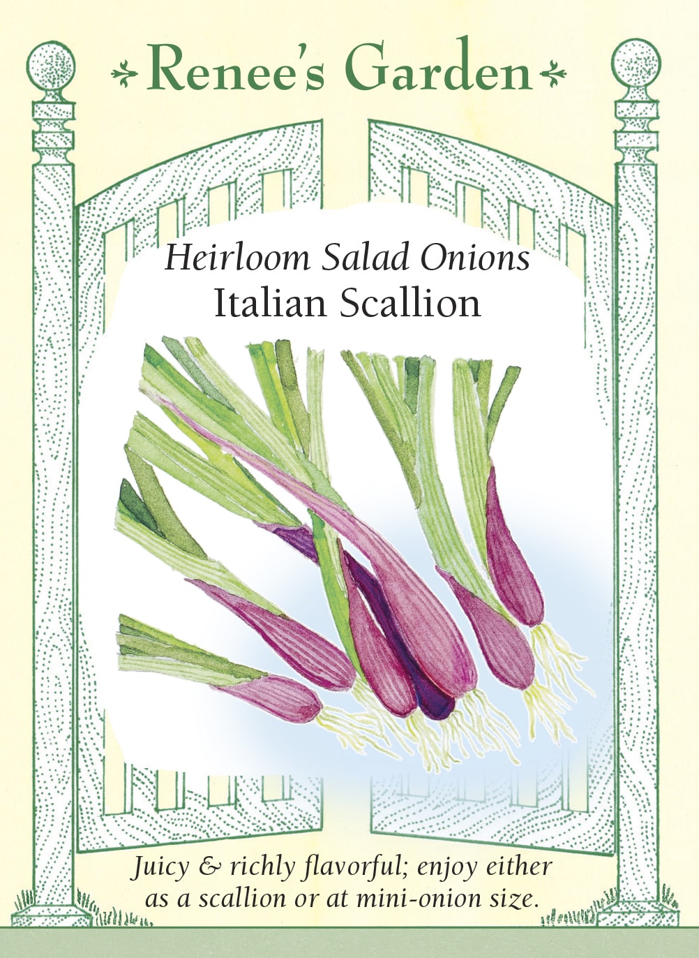 Italian Scallion