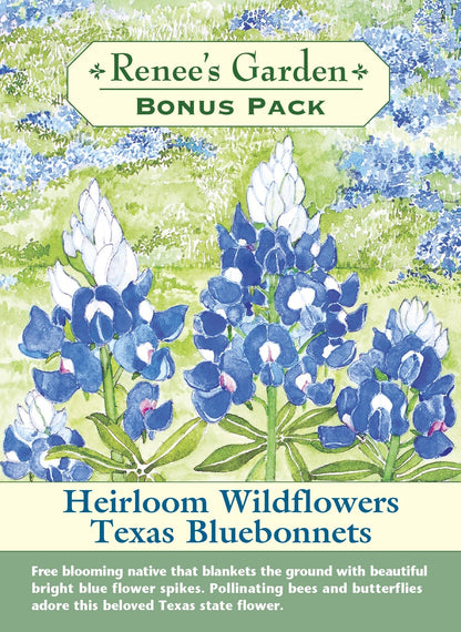 Texas Bluebonnets