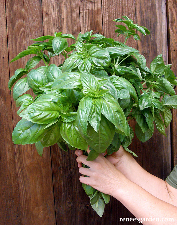 Sweet Green Basil