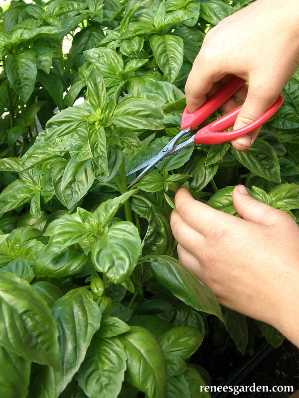 Sweet Green Basil