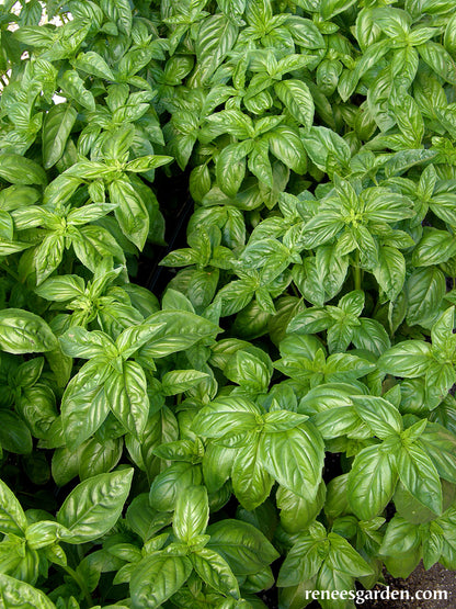 Sweet Green Basil