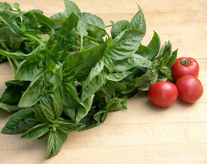 Sweet Green Basil