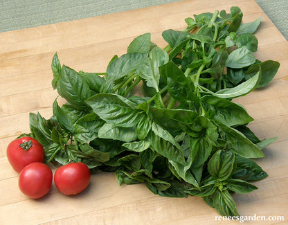 Sweet Green Basil