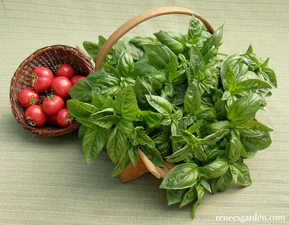 Sweet Green Basil