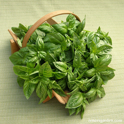 Sweet Green Basil