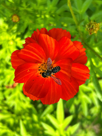 Little Ladybirds