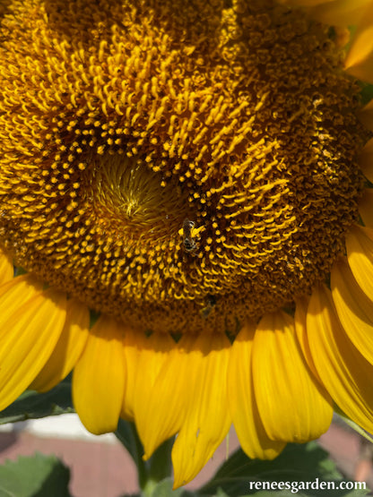 The Birds & Bees Sunflowers