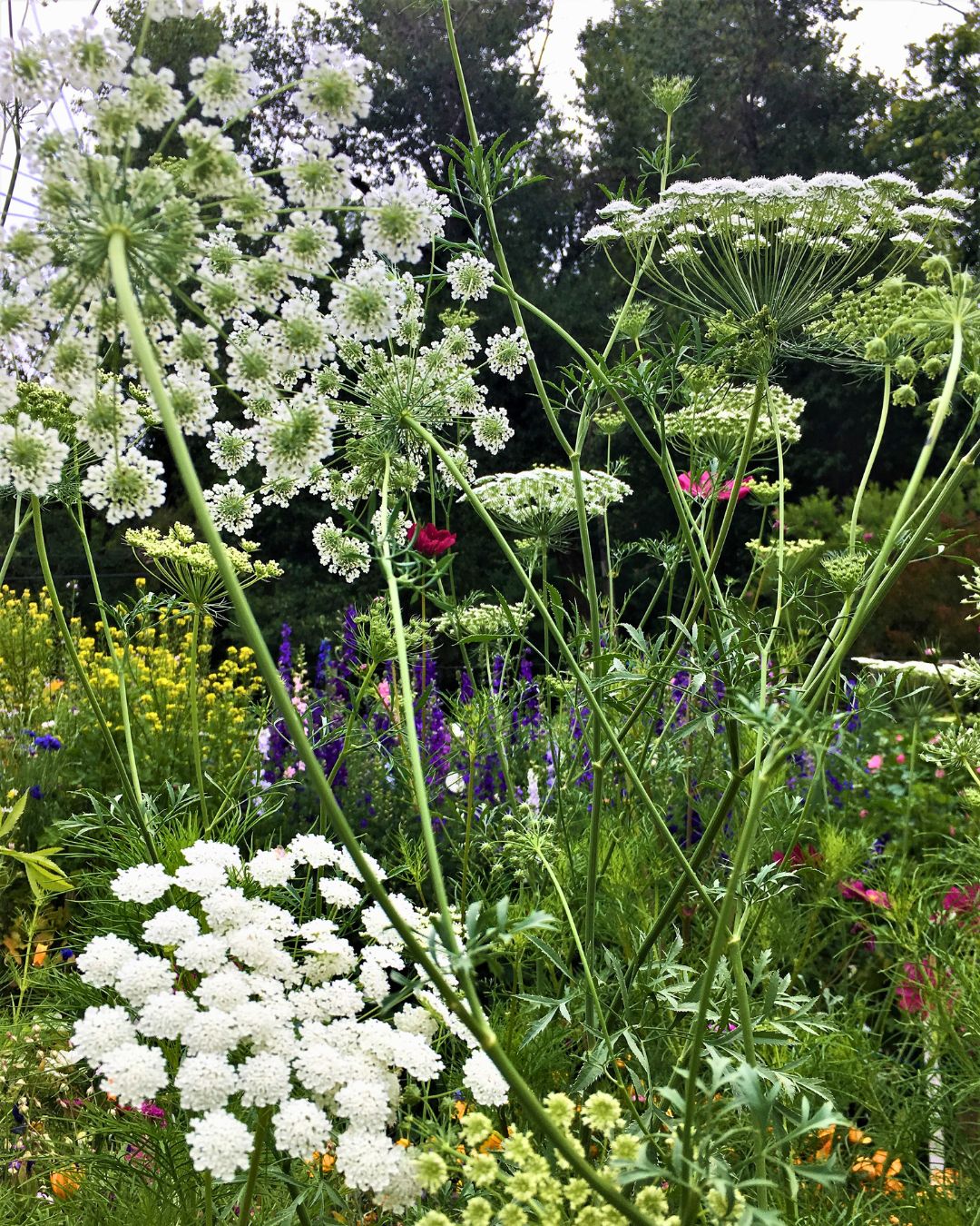 White Bishop's Lace