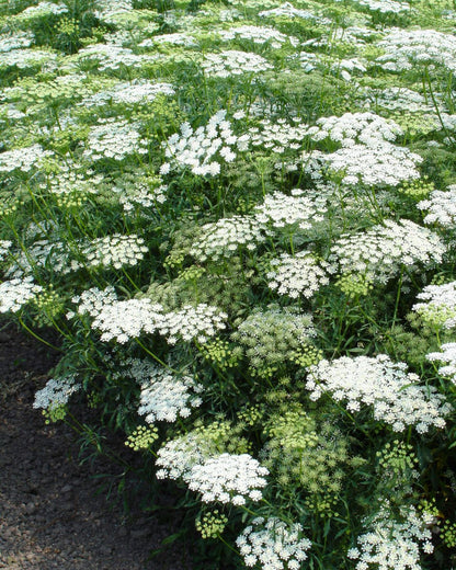 White Bishop's Lace