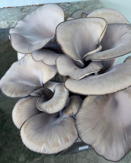 Certified Organic Blue Oyster Mushroom Growing Kit