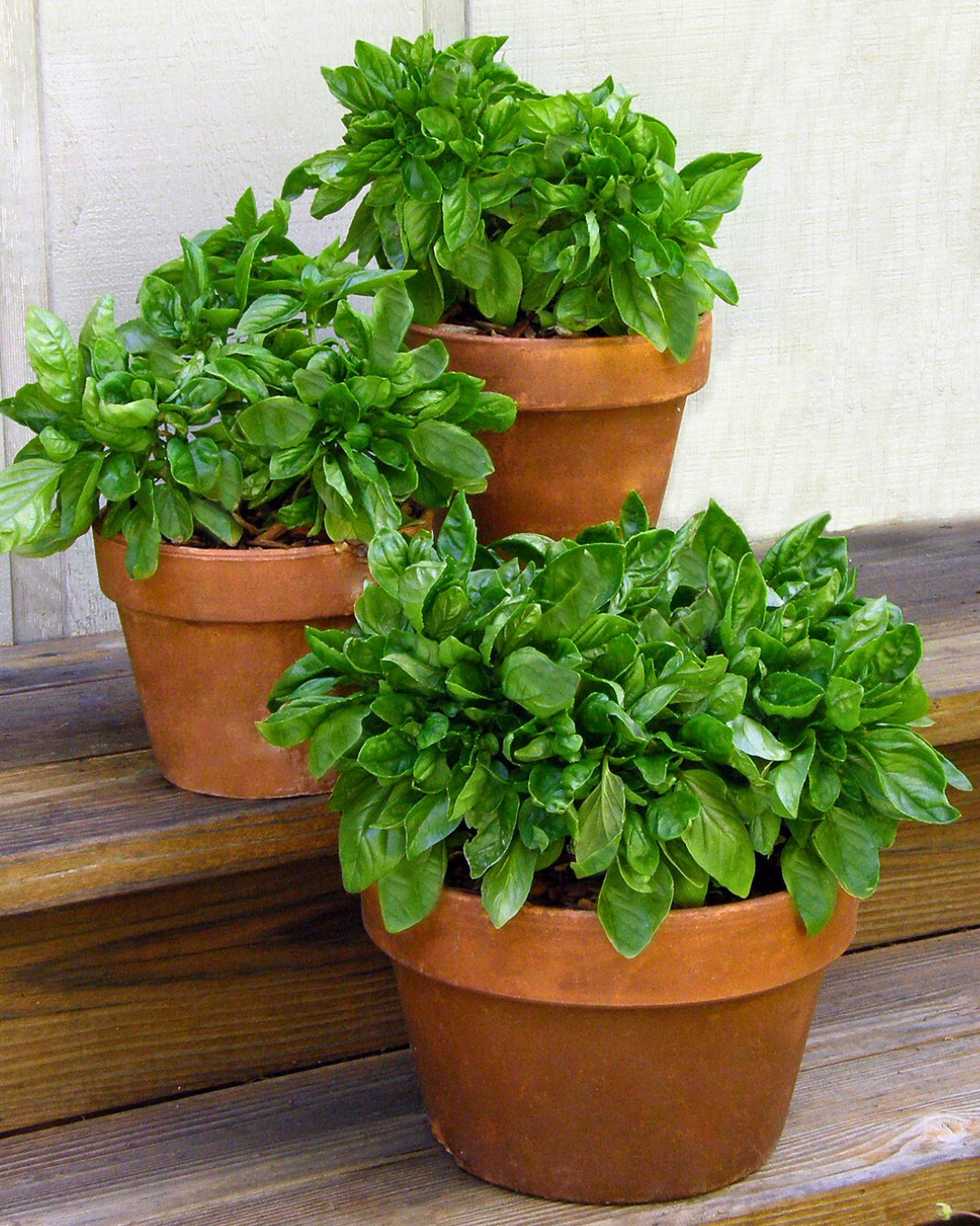 The Container Kitchen Garden