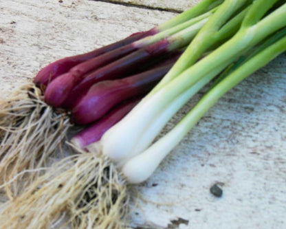 The Rainbow Kitchen Vegetable Garden