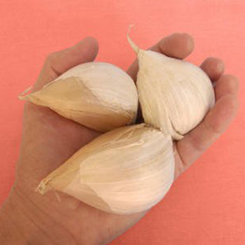 Elephant Garlic