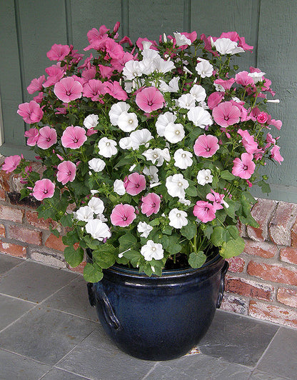 Patio Pastels Lavatera