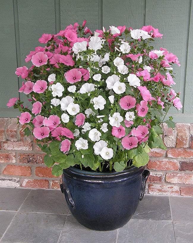 Patio Pastels Lavatera