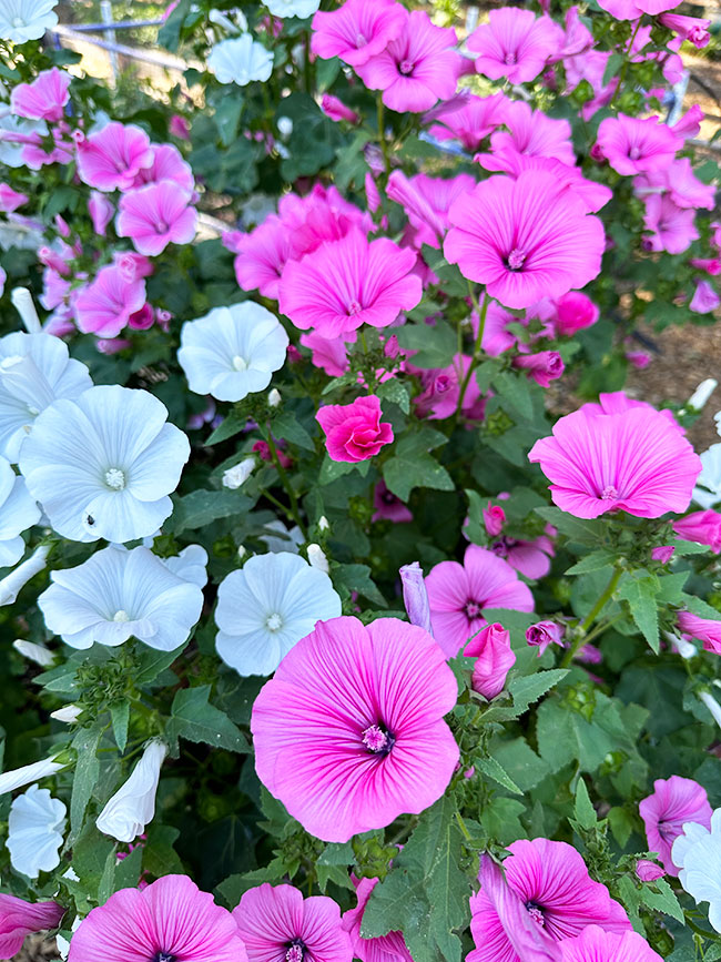 Patio Pastels Lavatera