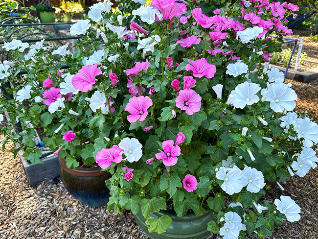 Patio Pastels Lavatera