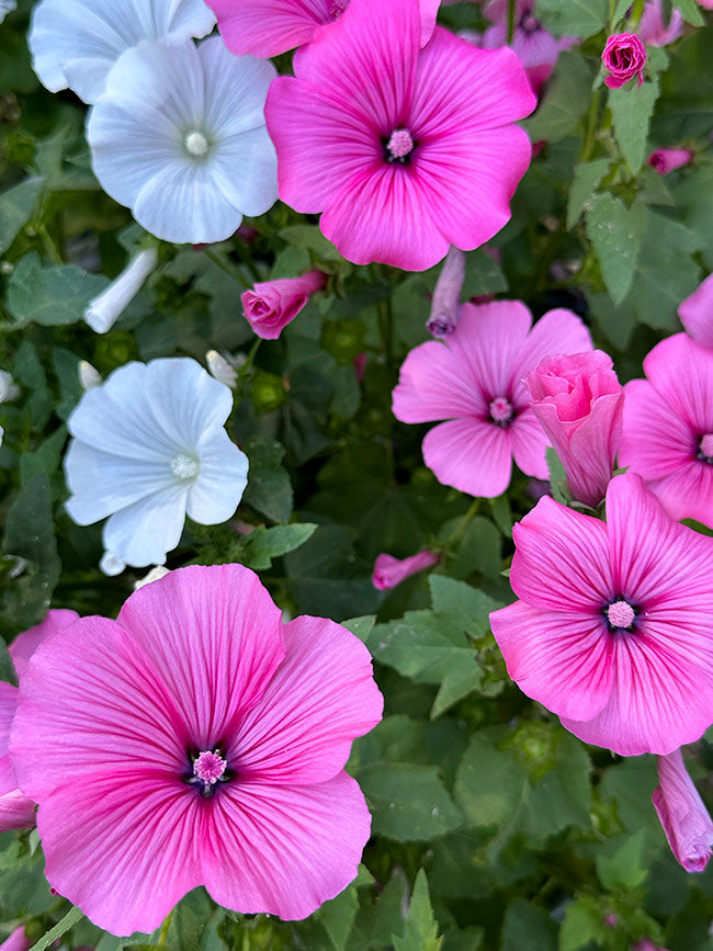 Patio Pastels Lavatera