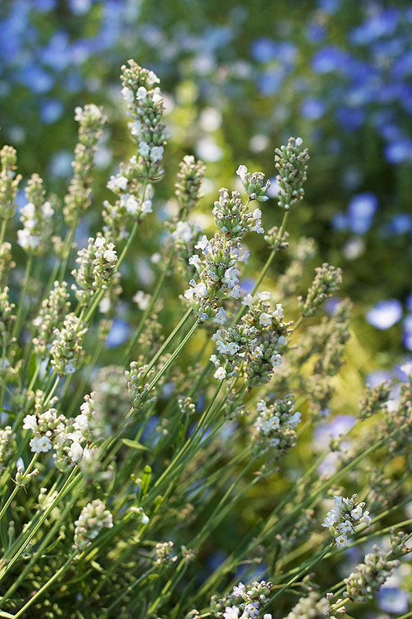 White Ice Lavender