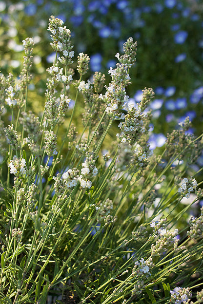 White Ice Lavender