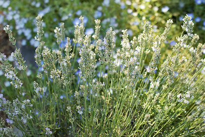 White Ice Lavender