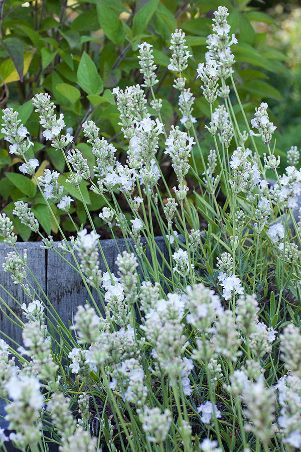 White Ice Lavender