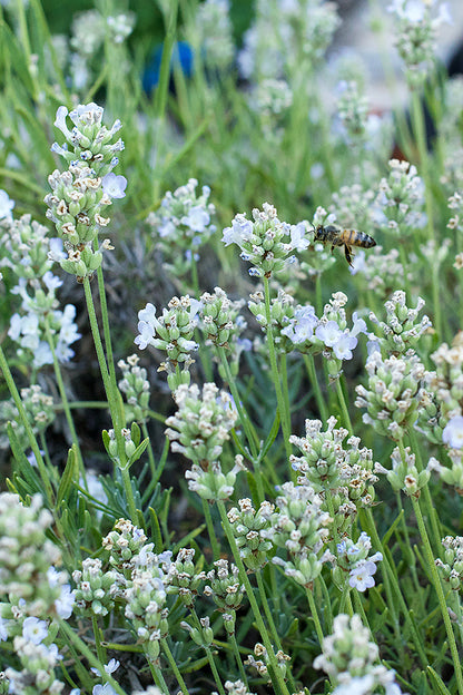 White Ice Lavender