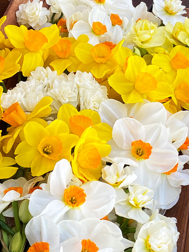 Narcissus Perfume Mix