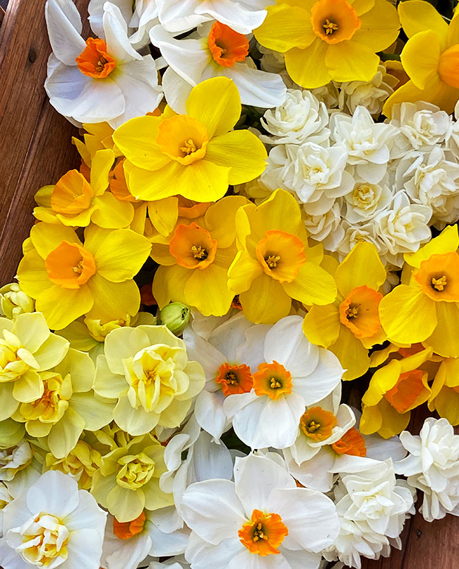 Narcissus Perfume Mix