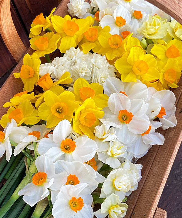 Narcissus Perfume Mix