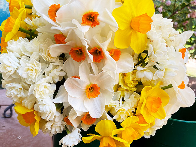 Narcissus Perfume Mix