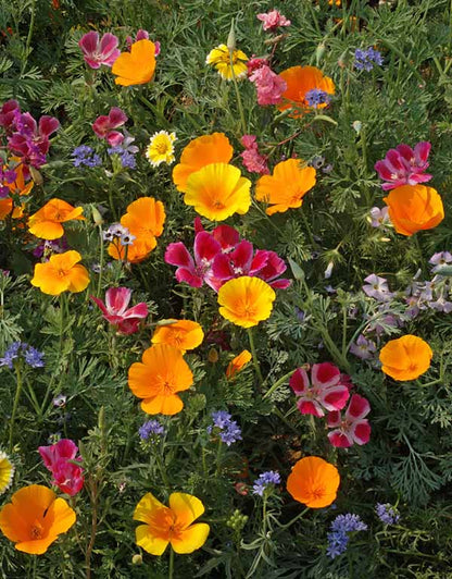 Colorful & Carefree Annual Wildflowers