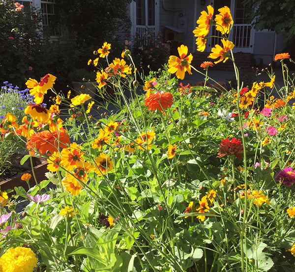 Colorful & Carefree Annual Wildflowers