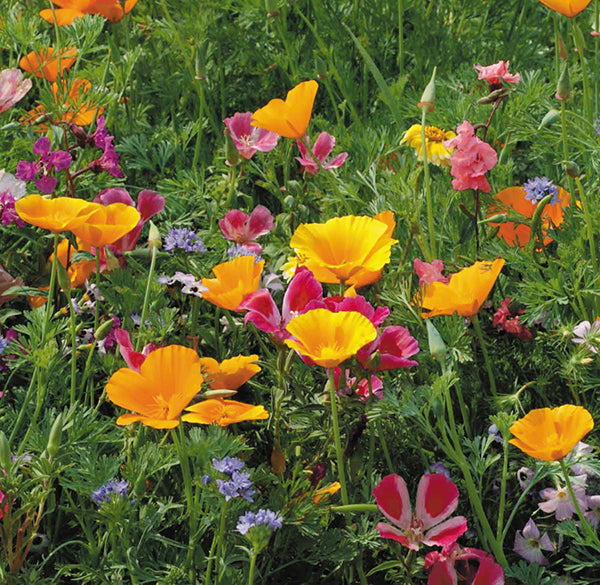 Colorful & Carefree Annual Wildflowers