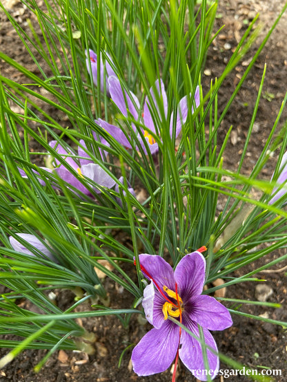 Saffron Crocus Bulbs