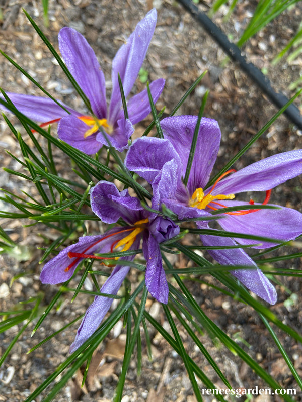 Saffron Crocus Bulbs