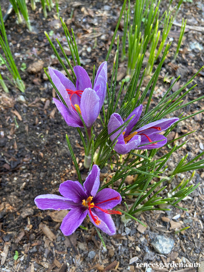 Saffron Crocus Bulbs